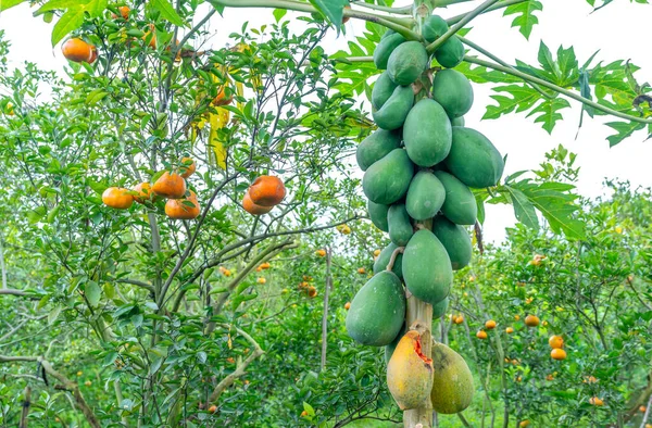 Árbol Papaya Bebe Árbol Jardín Intercalado Con Muchas Otras Frutas — Foto de Stock