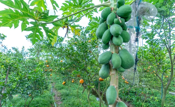 パパイヤの木は庭の木の上で他の多くの果物と交互に飲まれています 果物はビタミン ミネラル 人間の健康のための良い下剤を提供するのに十分です — ストック写真