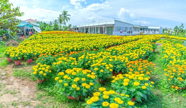 Jardim Marigold Preparando Para Colheita Cho Lach Ben Tre Vietnã — Fotografia de Stock