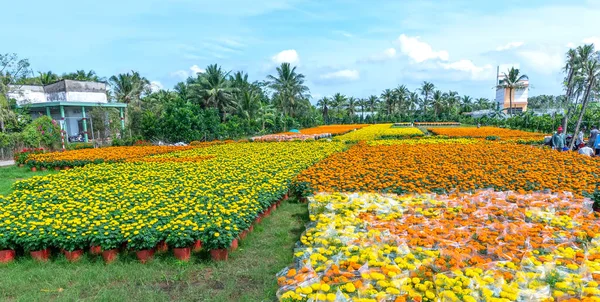 Jardim Marigold Preparando Para Colheita Cho Lach Ben Tre Vietnã — Fotografia de Stock