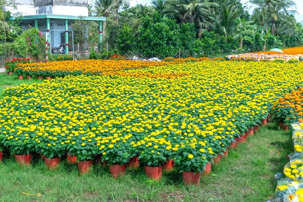 Ogród Marigold Przygotowujący Się Zbiorów Cho Lach Ben Tre Wietnam — Zdjęcie stockowe