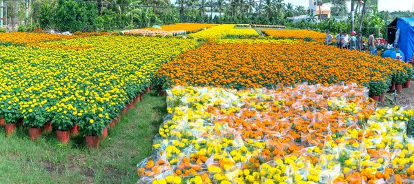 Trädgård Marigold Förbereder Skörd Cho Lach Ben Tre Vietnam Hydroponiska — Stockfoto