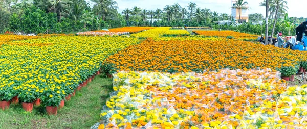 Jardin Marigold Préparant Récolter Cho Lach Ben Tre Vietnam Ils — Photo