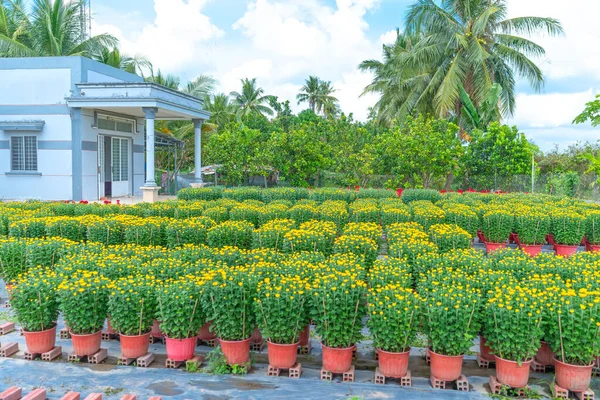 Yellow Daisies Trädgård Förbereder Skörd Cho Lach Ben Tre Vietnam — Stockfoto