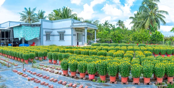 stock image Garden of Yellow Daisies, preparing to harvest in Cho Lach, Ben Tre, Vietnam. They are hydroponic planted in gardens around farmers' houses along Mekong Delta for sale during Lunar New Year