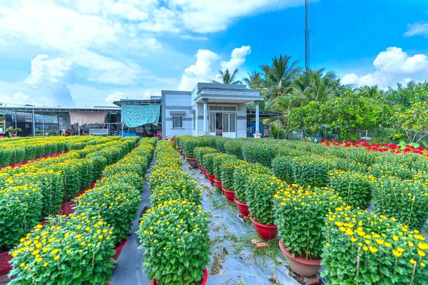 Сад Жёлтых Маргариток Готовится Сбору Урожая Лахе Бен Тре Вьетнам — стоковое фото