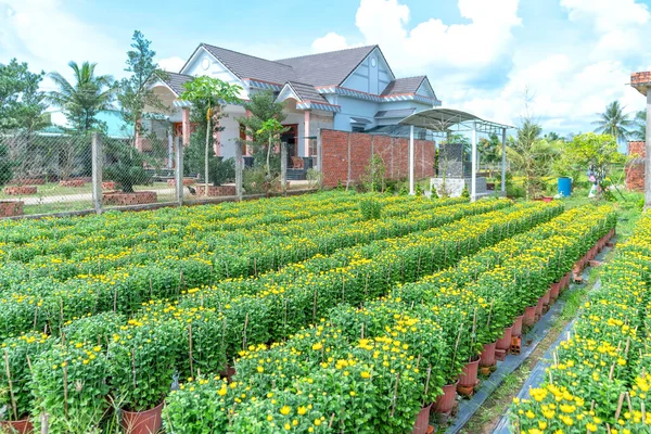 黄色のヒナギクの庭 チョLach ベンTre ベトナムで収穫する準備をします 彼らは 旧正月の間に販売のためにメコンデルタ沿いの農家の家の周りの庭に植えられた水耕栽培です — ストック写真