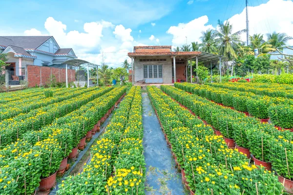 黄色のヒナギクの庭 チョLach ベンTre ベトナムで収穫する準備をします 彼らは 旧正月の間に販売のためにメコンデルタ沿いの農家の家の周りの庭に植えられた水耕栽培です — ストック写真