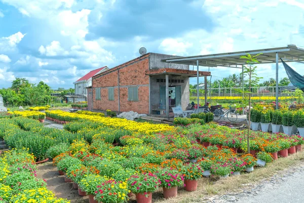 Jardin Marguerites Jaunes Préparant Récolter Cho Lach Ben Tre Vietnam — Photo