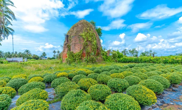 フーソン チョLach ベンチェ ベトナムの春の初めに菊の庭で放棄されたレンガ窯 かつてこの場所は メコンデルタ最大の花市場取引センターでした — ストック写真