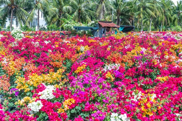 ブーゲンビリアのドラム村は 旧正月を祝うためにベトナムのベンチェ チョLach全体に咲きます ベトナムのメコンデルタで最大の花の栽培と供給地域です — ストック写真