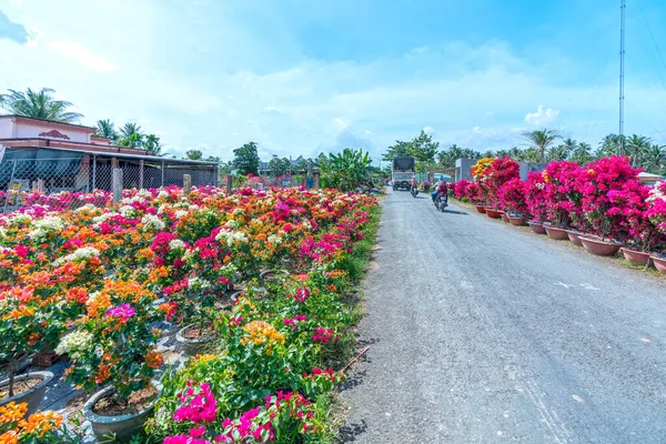 Бен Тре Вьетнам Января 2023 Года Барабанная Деревня Бугенвиллия Расцветает — стоковое фото