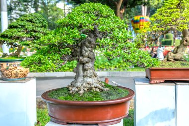 Kök şeklindeki bir saksı bitkisine izole edilmiş yeşil bonsai ağacı ekolojik bahçede güzel bir sanat olarak şekillendirilmiştir.