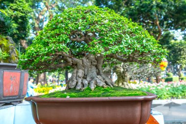 Kök şeklindeki bir saksı bitkisine izole edilmiş yeşil bonsai ağacı ekolojik bahçede güzel bir sanat olarak şekillendirilmiştir.