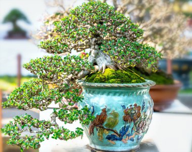 Kök şeklindeki bir saksı bitkisine izole edilmiş yeşil bonsai ağacı ekolojik bahçede güzel bir sanat olarak şekillendirilmiştir.
