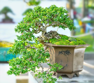Kök şeklindeki bir saksı bitkisine izole edilmiş yeşil bonsai ağacı ekolojik bahçede güzel bir sanat olarak şekillendirilmiştir.