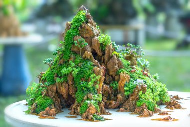 Bonsai ve Penjing minyatür bir tepside insan hayatında güçlü bir yükseliş, sabır toplum için yararlı ve iyi bir yaşam için tüm zorlukların üstesinden gelmelidir.