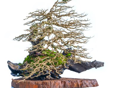 Bonsai ağacı, insanların hayatta kalmak için üstesinden gelmesi gereken soyutlanmayı simgeleyen birçok farklı şekillere sahip bir saksı bitkisinin beyaz arka planında izole edilmiş.