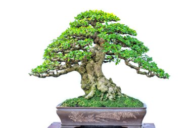 Bonsai ağacı, insanların hayatta kalmak için üstesinden gelmesi gereken soyutlanmayı simgeleyen birçok farklı şekillere sahip bir saksı bitkisinin beyaz arka planında izole edilmiş.