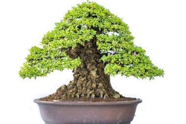 Bonsai ağacı, insanların hayatta kalmak için üstesinden gelmesi gereken soyutlanmayı simgeleyen birçok farklı şekillere sahip bir saksı bitkisinin beyaz arka planında izole edilmiş.