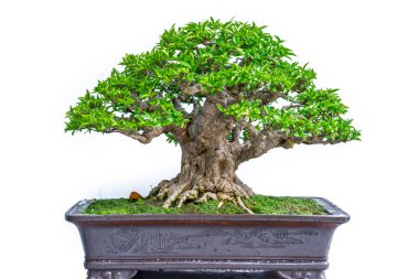 Bonsai ağacı, insanların hayatta kalmak için üstesinden gelmesi gereken soyutlanmayı simgeleyen birçok farklı şekillere sahip bir saksı bitkisinin beyaz arka planında izole edilmiş.