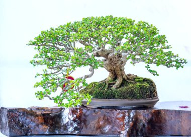 Bonsai ağacı, insanların hayatta kalmak için üstesinden gelmesi gereken soyutlanmayı simgeleyen birçok farklı şekillere sahip bir saksı bitkisinin beyaz arka planında izole edilmiş.