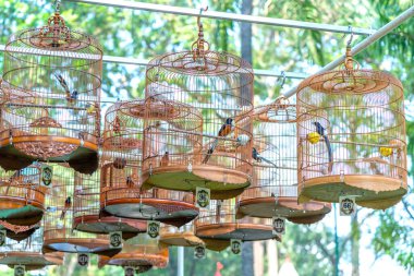 Warbler 'ın şarkı söyleme yarışmasındaki kafesleri dünyanın dört bir yanından kuşları Yeni Yıl' da parkta toplanmaları için cezbediyor..