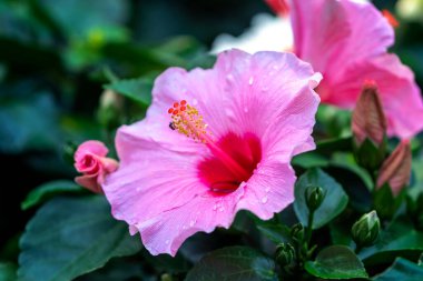 Hibiscus çiçekleri bahar sabahı açar, çiçekler hem dekoratif hem de insanlar için şifalıdır.