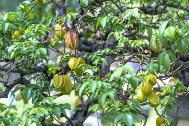 Kayısı bonsai ağacının sarı çiçekli dalları kıvrımlı eşsiz bir güzellik yaratır. Bu özel yanlış bir ağaç baharda Vietnam 'da şansı, zenginliği 2023 yılını simgeliyor.