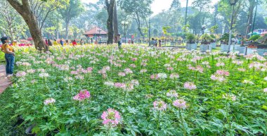 Ho Chi Minh Şehri, Vietnam - 17 Ocak 2023: Tao Dan parkında Cleome spinosa çiçek tarlasıyla birlikte bahçe çiçekleri ekolojisi daha fazla turist çekmek için, fotoğraf çekmek için Ay 'a Yeni Yıl sabahı
