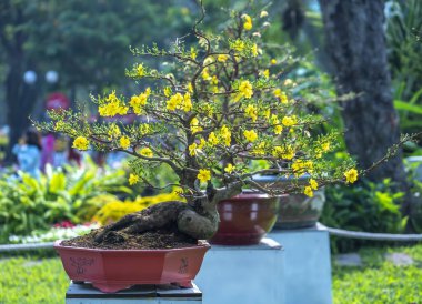 Kayısı bonsai ağacının sarı çiçekli dalları kıvrımlı eşsiz bir güzellik yaratır. Bu özel yanlış bir ağaç baharda Vietnam 'da şansı, zenginliği 2023 yılını simgeliyor.