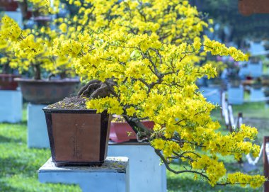 Kayısı bonsai ağacının sarı çiçekli dalları kıvrımlı eşsiz bir güzellik yaratır. Bu özel yanlış bir ağaç baharda Vietnam 'da şansı, zenginliği 2023 yılını simgeliyor.