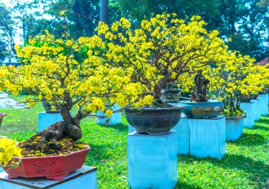 Kayısı bonsai ağacının sarı çiçekli dalları kıvrımlı eşsiz bir güzellik yaratır. Bu özel yanlış bir ağaç baharda Vietnam 'da şansı, zenginliği 2023 yılını simgeliyor.