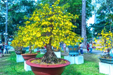 Kayısı bonsai ağacının sarı çiçekli dalları kıvrımlı eşsiz bir güzellik yaratır. Bu özel yanlış bir ağaç baharda Vietnam 'da şansı, zenginliği 2023 yılını simgeliyor.