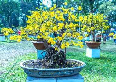 Kayısı bonsai ağacının sarı çiçekli dalları kıvrımlı eşsiz bir güzellik yaratır. Bu özel yanlış bir ağaç baharda Vietnam 'da şansı, zenginliği 2023 yılını simgeliyor.