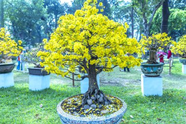 Kayısı bonsai ağacının sarı çiçekli dalları kıvrımlı eşsiz bir güzellik yaratır. Bu özel yanlış bir ağaç baharda Vietnam 'da şansı, zenginliği 2023 yılını simgeliyor.
