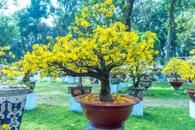 Kayısı bonsai ağacının sarı çiçekli dalları kıvrımlı eşsiz bir güzellik yaratır. Bu özel yanlış bir ağaç baharda Vietnam 'da şansı, zenginliği 2023 yılını simgeliyor.