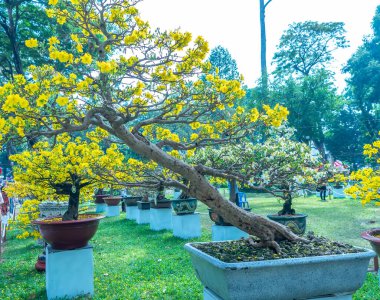 Kayısı bonsai ağacının sarı çiçekli dalları kıvrımlı eşsiz bir güzellik yaratır. Bu özel yanlış bir ağaç baharda Vietnam 'da şansı, zenginliği 2023 yılını simgeliyor.