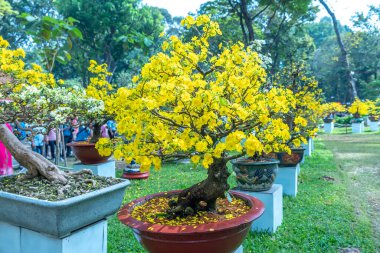 Kayısı bonsai ağacının sarı çiçekli dalları kıvrımlı eşsiz bir güzellik yaratır. Bu özel yanlış bir ağaç baharda Vietnam 'da şansı, zenginliği 2023 yılını simgeliyor.