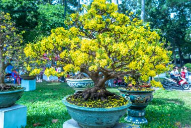 Kayısı bonsai ağacının sarı çiçekli dalları kıvrımlı eşsiz bir güzellik yaratır. Bu özel yanlış bir ağaç baharda Vietnam 'da şansı, zenginliği 2023 yılını simgeliyor.