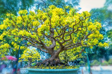 Kayısı bonsai ağacının sarı çiçekli dalları kıvrımlı eşsiz bir güzellik yaratır. Bu özel yanlış bir ağaç baharda Vietnam 'da şansı, zenginliği 2023 yılını simgeliyor.