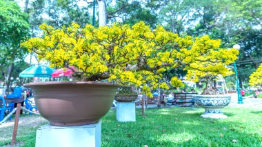 Kayısı bonsai ağacının sarı çiçekli dalları kıvrımlı eşsiz bir güzellik yaratır. Bu özel yanlış bir ağaç baharda Vietnam 'da şansı, zenginliği 2023 yılını simgeliyor.