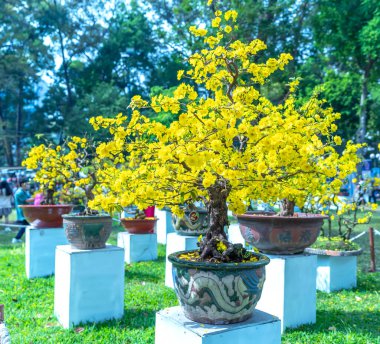 Kayısı bonsai ağacının sarı çiçekli dalları kıvrımlı eşsiz bir güzellik yaratır. Bu özel yanlış bir ağaç baharda Vietnam 'da şansı, zenginliği 2023 yılını simgeliyor.