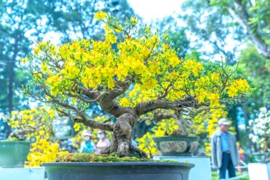 Kayısı bonsai ağacının sarı çiçekli dalları kıvrımlı eşsiz bir güzellik yaratır. Bu özel yanlış bir ağaç baharda Vietnam 'da şansı, zenginliği 2023 yılını simgeliyor.