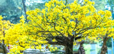 Kayısı bonsai ağacının sarı çiçekli dalları kıvrımlı eşsiz bir güzellik yaratır. Bu özel yanlış bir ağaç baharda Vietnam 'da şansı, zenginliği 2023 yılını simgeliyor.