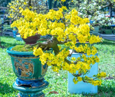 Kayısı bonsai ağacının sarı çiçekli dalları kıvrımlı eşsiz bir güzellik yaratır. Bu özel yanlış bir ağaç baharda Vietnam 'da şansı, zenginliği 2023 yılını simgeliyor.