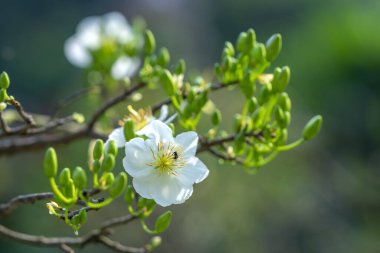 Beyaz kayısı çiçekleri dalları açan hoş kokulu yapraklar baharın geldiğini gösteriyor, bu 2023 'te iyi şans için sembolik bir çiçek.