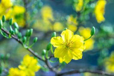 Sarı kayısı çiçekleri dallar açan hoş kokulu yapraklar baharın geldiğini gösteriyor, bu 2023 'te iyi şans için sembolik bir çiçek.