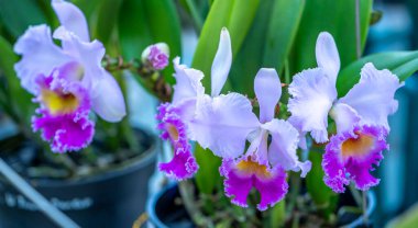 Cattleya Labiata çiçekleri bahar güneşinde açar. Tropik bahçelerde süslenmiş nadir bir orkide orkidesi.