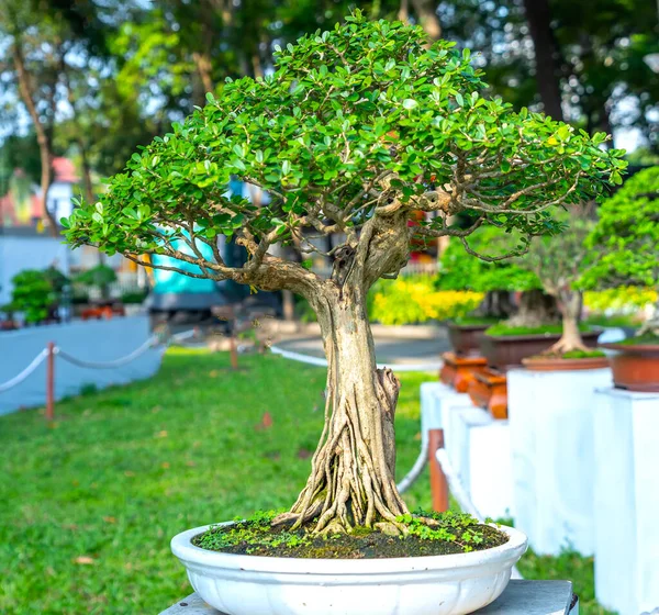 Árvore Bonsai Velho Verde Isolado Uma Planta Panela Forma Caule — Fotografia de Stock